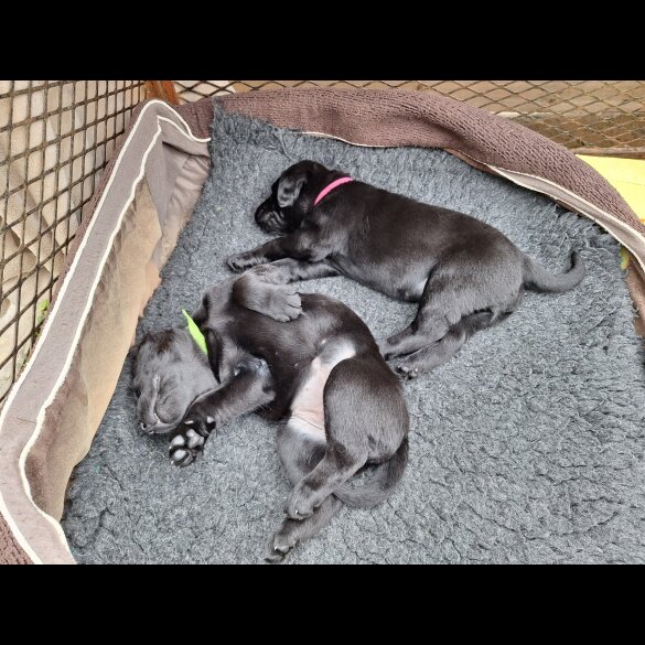 Labrador Retriever - Dogs