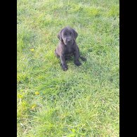 Labrador Retriever - Dogs