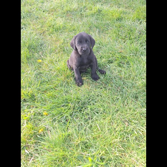 Labrador Retriever - Dogs