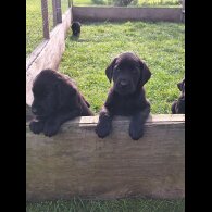 Labrador Retriever - Dogs