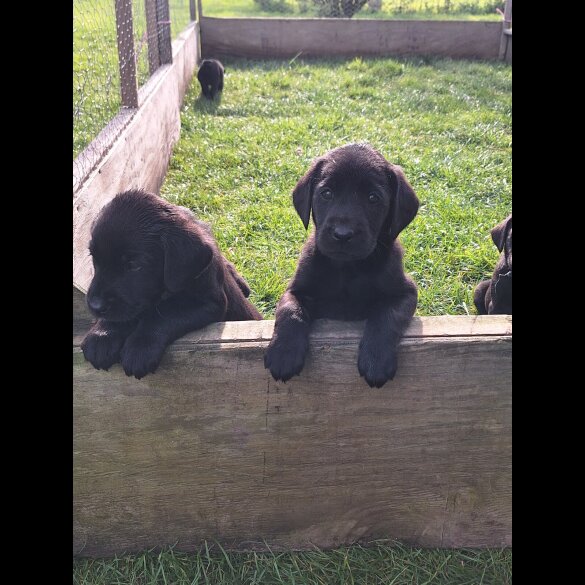Labrador Retriever - Dogs