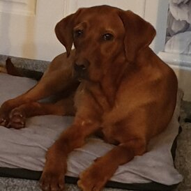 Labrador Retriever - Both