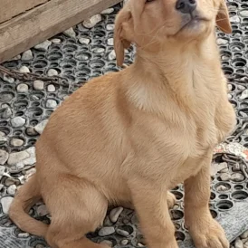 Labrador Retriever - Bitches