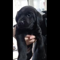 Labrador Retriever - Bitches