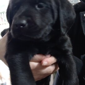 Labrador Retriever - Both
