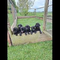 Labrador Retriever - Dogs