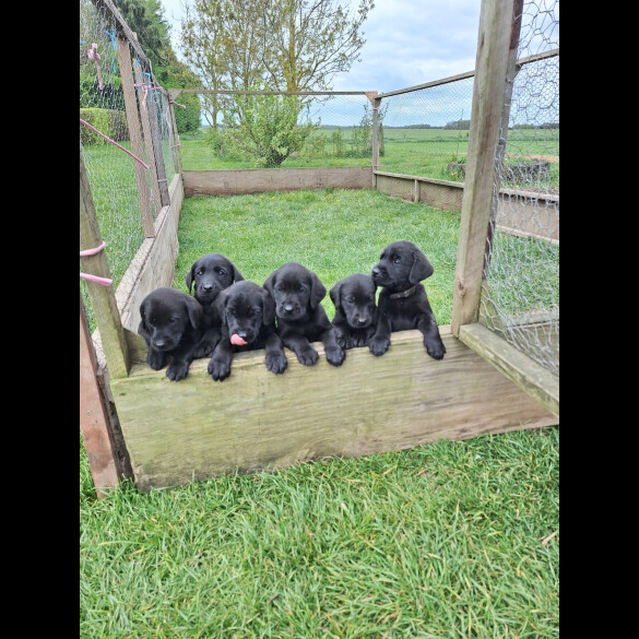 Labrador Retriever - Dogs