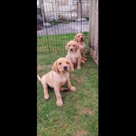 Labrador Retriever - Both