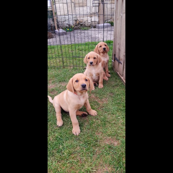 Labrador Retriever - Both