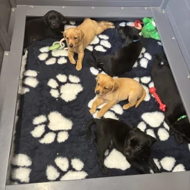 Labrador Retriever - Both