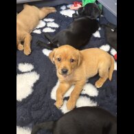 Labrador Retriever - Both