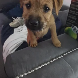 Lakeland Terrier - Dogs