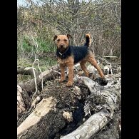 Lakeland Terrier - Both