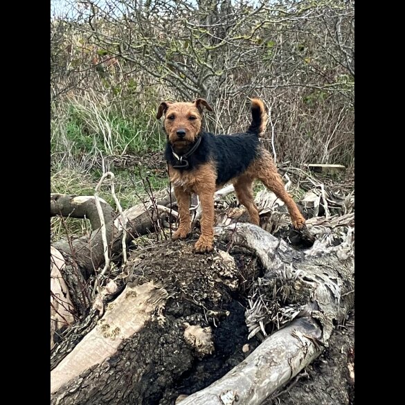 Lakeland Terrier - Both