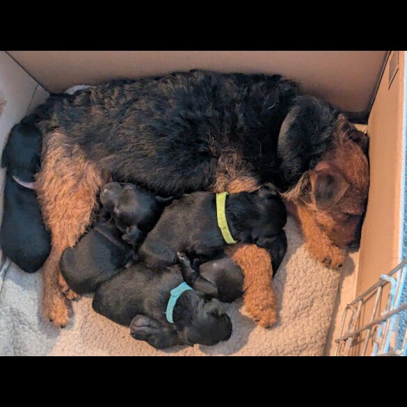 Lakeland Terrier - Both