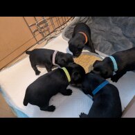 Lakeland Terrier - Both