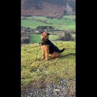 Lakeland Terrier - Both