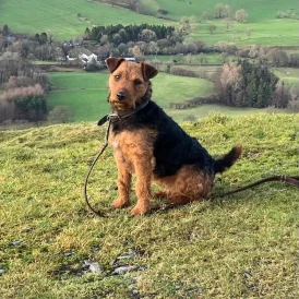 Lakeland Terrier - Both