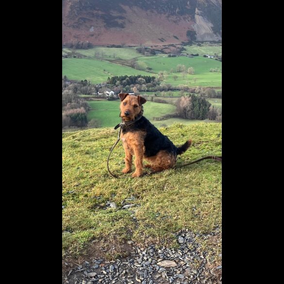 Lakeland Terrier - Both