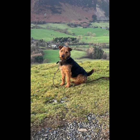 Lakeland Terrier - Both