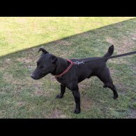 Lakeland Terrier - Both