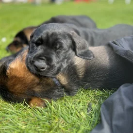 Mixed Breed - Both