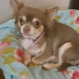 Chihuahua - Both