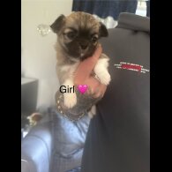 Chihuahua - Both