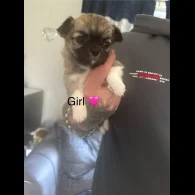 Chihuahua - Both