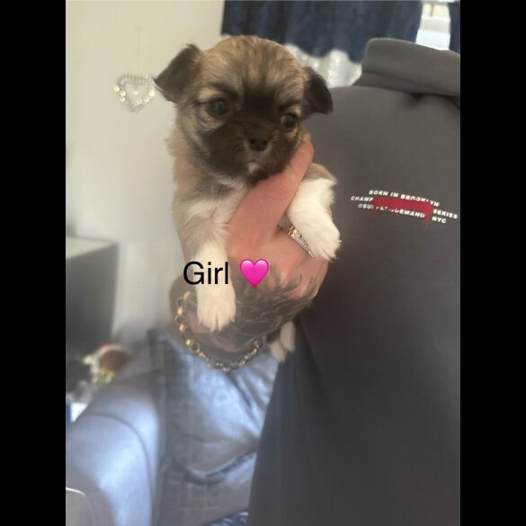 Chihuahua - Both