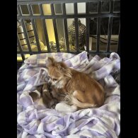 Chihuahua - Both