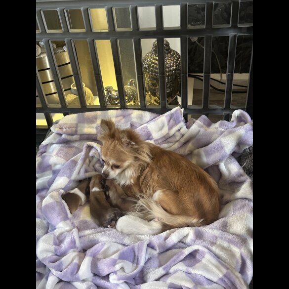 Chihuahua - Both
