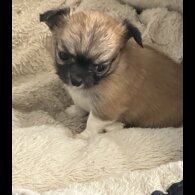 Chihuahua - Both