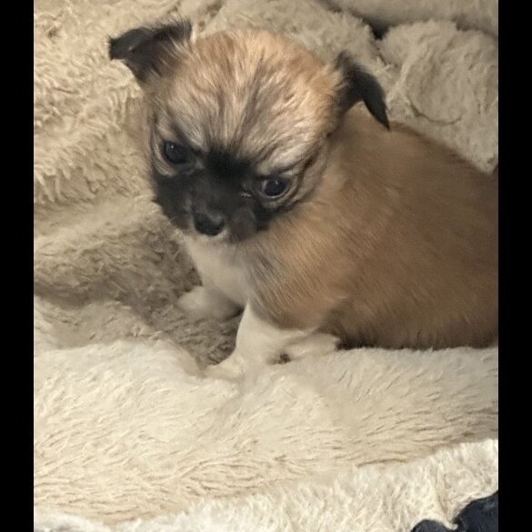 Chihuahua - Both