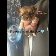 Chihuahua - Both