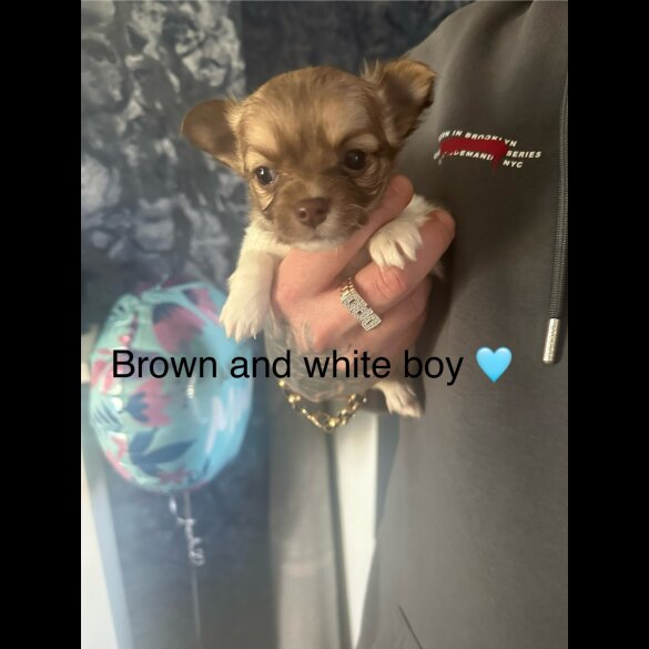 Chihuahua - Both