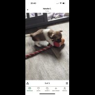 Chihuahua - Both