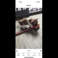 Chihuahua - Both