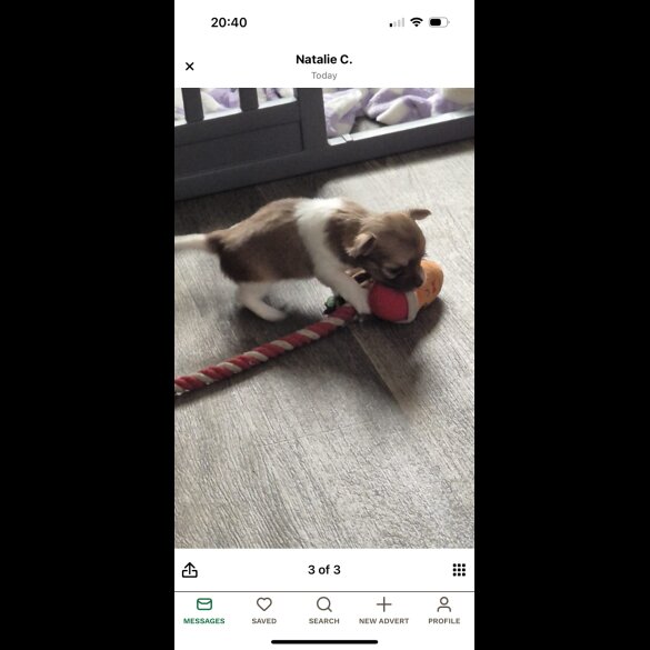 Chihuahua - Both