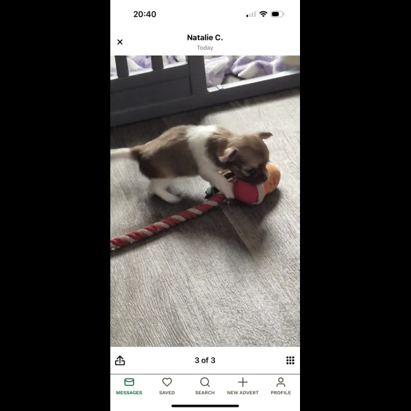 Chihuahua - Both