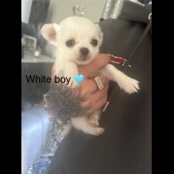 Chihuahua - Both