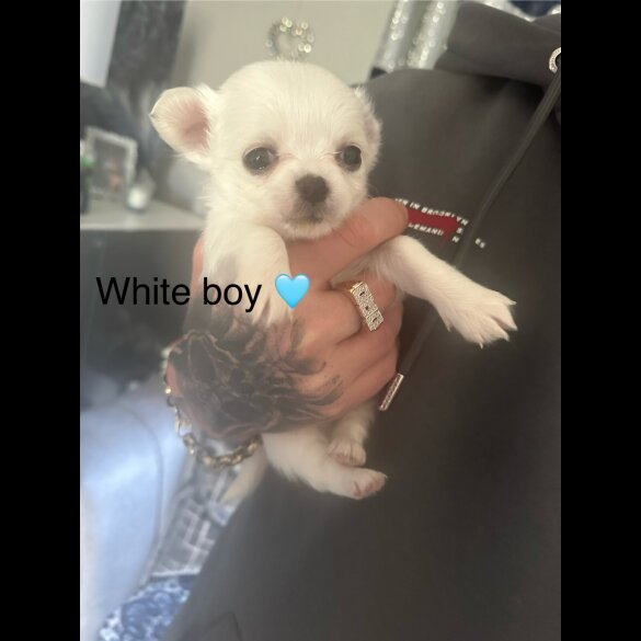 Chihuahua - Both