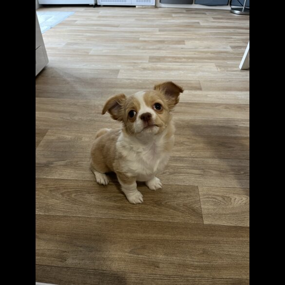 Chihuahua - Bitches