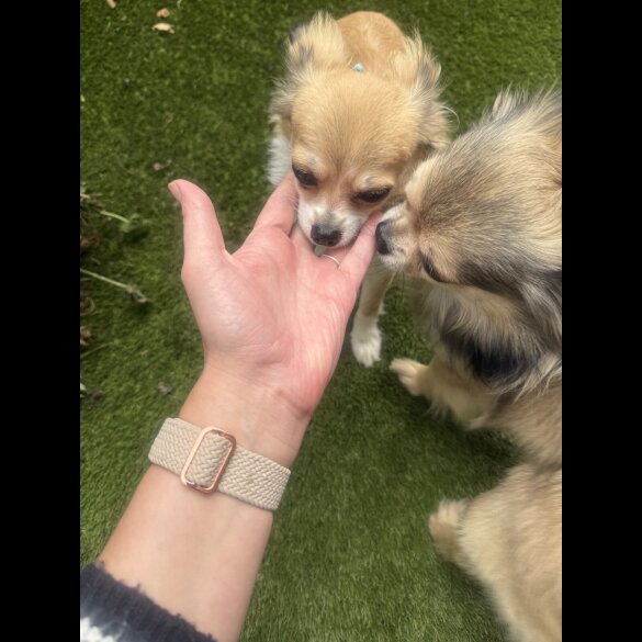 Chihuahua