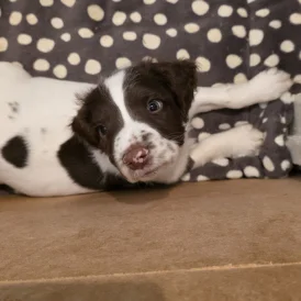 English Springer Spaniel - Dogs