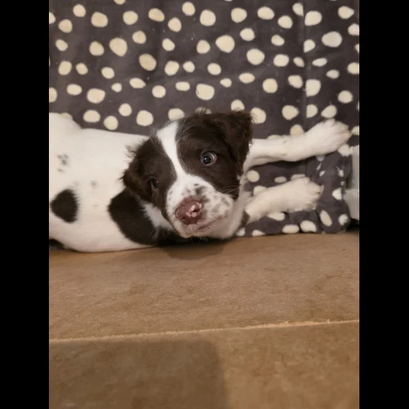 English Springer Spaniel - Dogs