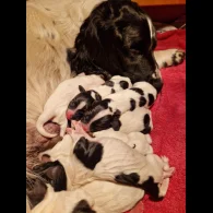 English Springer Spaniel - Dogs