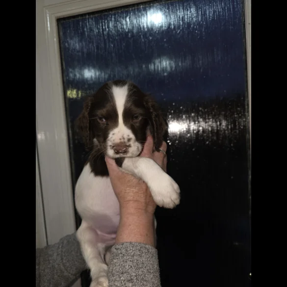 English Springer Spaniel - Dogs