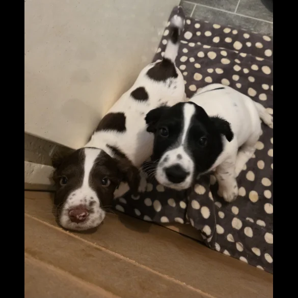 English Springer Spaniel - Dogs
