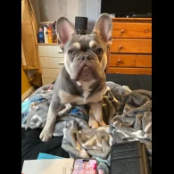 French Bulldog